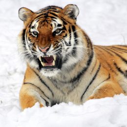 tiger-585855_1920